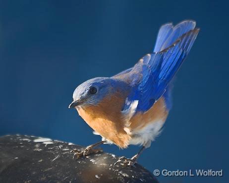 Bluebird On A Mirror_24954.jpg - Male Eastern Bluebird (Sialia sialis) photographed in Shannon, Mississippi, USA.